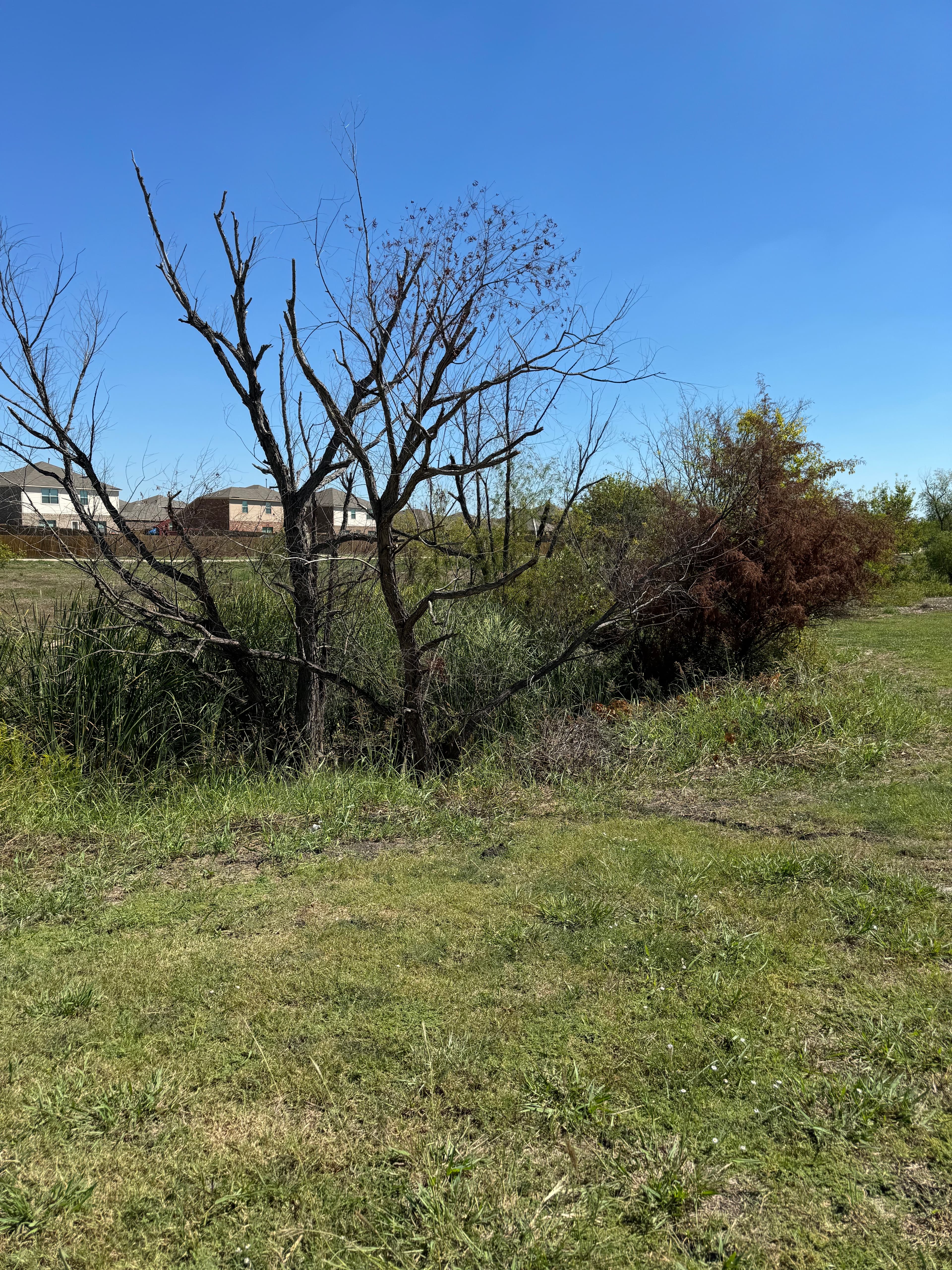creek clean-up